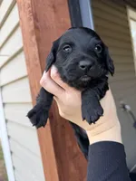 Black w white chest , a male Miniature Dachshund for sale in New Albany, MS – Photo 1 of 2