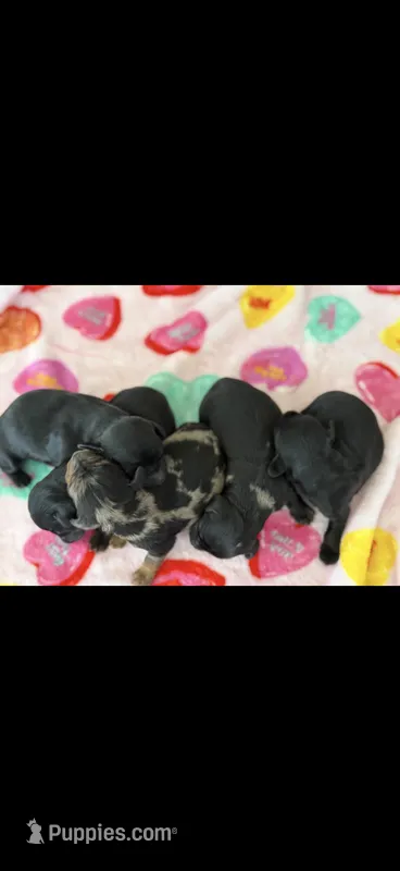 Long hair Mini Dachshunds