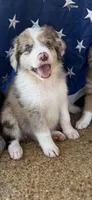 Merle with Chocolate spots , a male Aussiedoodle for sale in New Albany, MS – 1 of 1