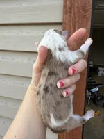 Chocolate Merle mantle boy , a male Aussiedoodle for sale in New Albany, MS – 2 of 2