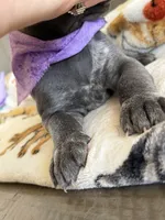 Blue girl , a female Great Dane for sale in New Albany, MS – 2 of 3