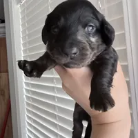 Dapple Female, a female Miniature Dachshund for sale in New Albany, MS – 1 of 1