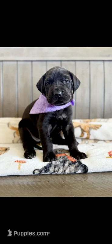 Black beauty girl  – Great Dane puppy for sale in New Albany, MS