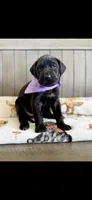 Black beauty girl , a female Great Dane for sale in New Albany, MS – 1 of 1