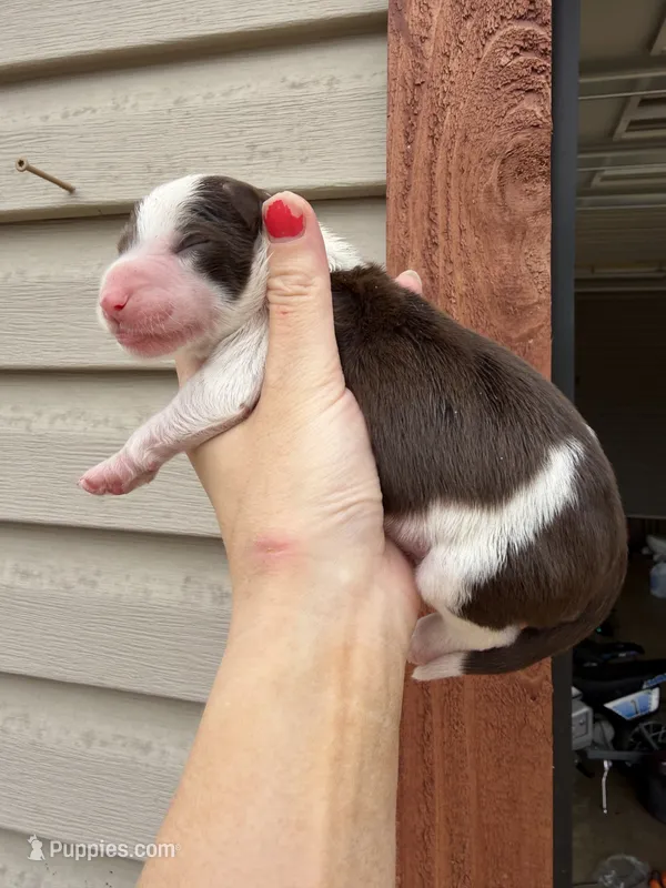 Parti female – Aussiedoodle puppy for sale in New Albany, MS