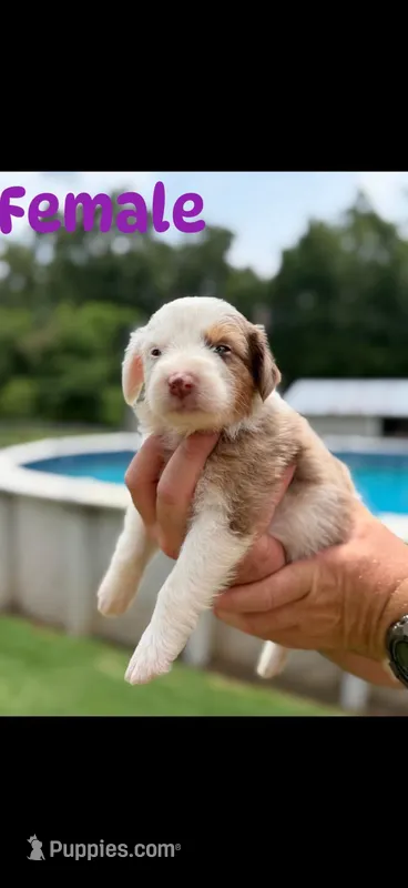 Chocolate Merle female – Aussiedoodle puppy for sale in New Albany, MS