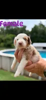 Chocolate Merle female, a female Aussiedoodle for sale in New Albany, MS – 1 of 1