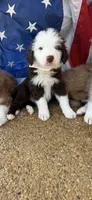 Chocolate and white boy , a male Aussiedoodle for sale in New Albany, MS – 1 of 1