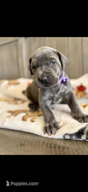Blue girl  – Great Dane puppy for sale in New Albany, MS