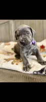 Blue girl , a female Great Dane for sale in New Albany, MS – 1 of 3