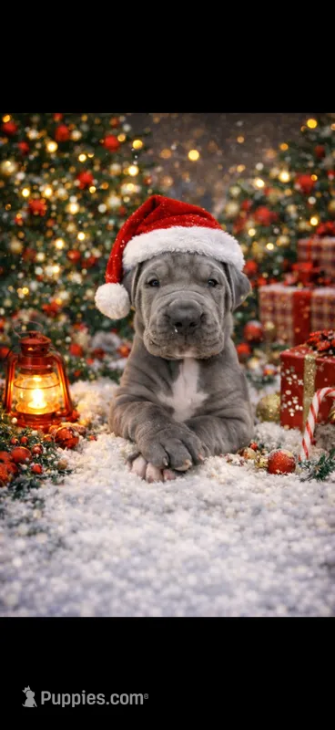 Blue female – Great Dane puppy on hold in New Albany, MS