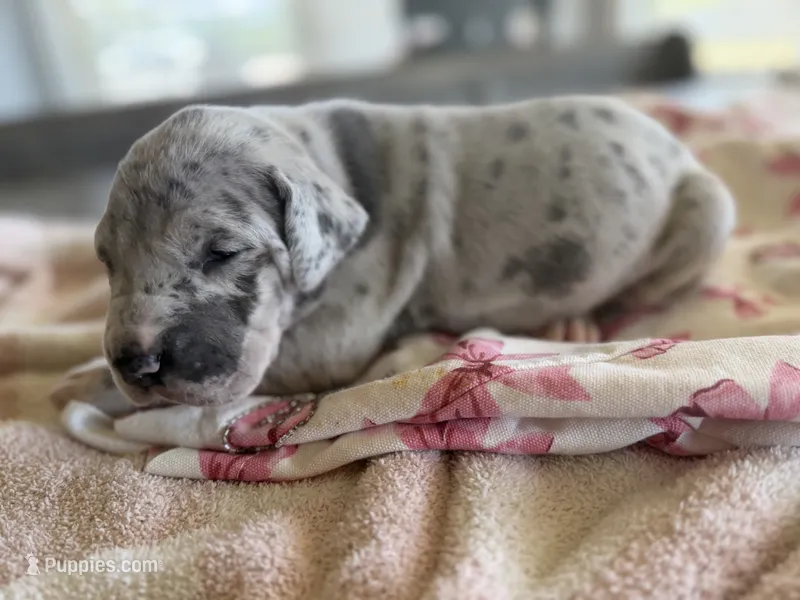 Silver Merle Great Dane  – Great Dane puppy for sale in New Albany, MS