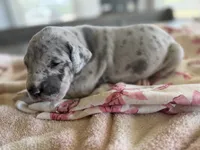 Silver Merle Great Dane , a female Great Dane for sale in New Albany, MS – 1 of 3
