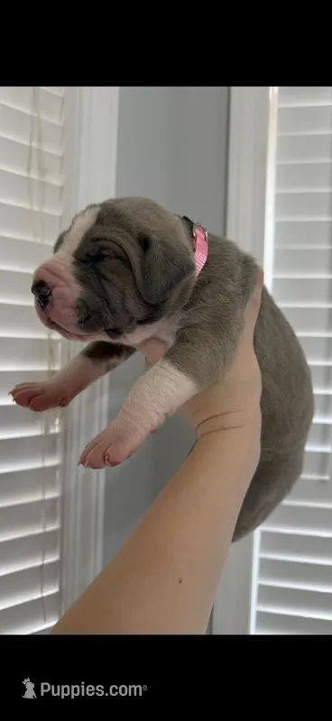 Blue fawn Mantle AKC European