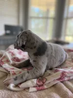 Silver Merle Great Dane , a female Great Dane for sale in New Albany, MS – 2 of 3