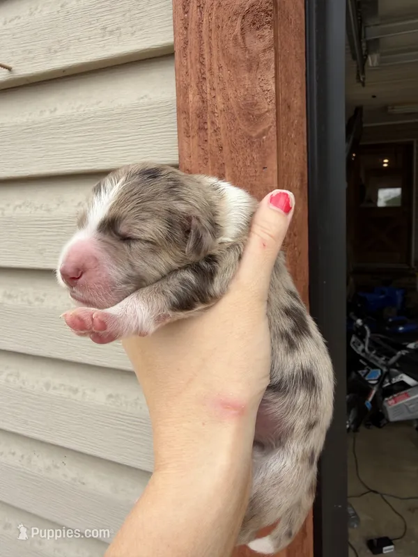 Chocolate Merle boy 2 – Aussiedoodle puppy for sale in New Albany, MS