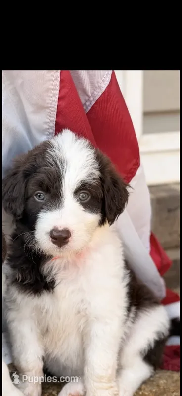 Parti female  – Aussiedoodle puppy for sale in New Albany, MS