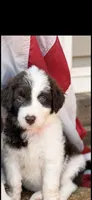 Parti female , a female Aussiedoodle for sale in New Albany, MS – 1 of 1