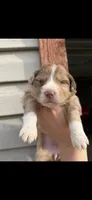 Chocolate Merle Female , a female Aussiedoodle for sale in New Albany, MS – 4 of 4