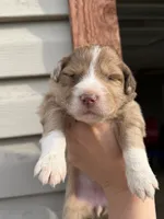 Chocolate Merle Female , a female Aussiedoodle for sale in New Albany, MS – 1 of 4