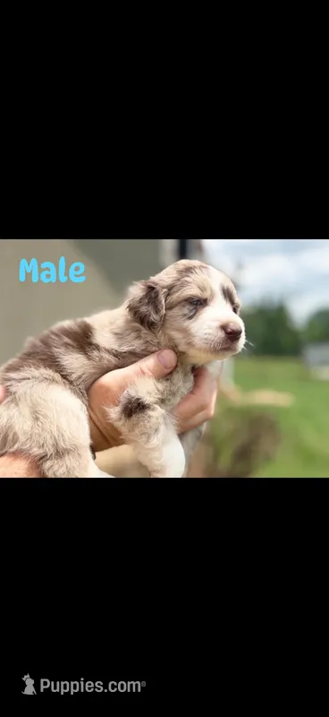 Chocolate Merle boy – Aussiedoodle puppy for sale in New Albany, MS