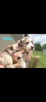 Chocolate Merle boy, a male Aussiedoodle for sale in New Albany, MS – 1 of 1