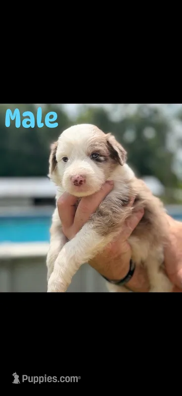 Merle with Chocolate spots  – Aussiedoodle puppy for sale in New Albany, MS