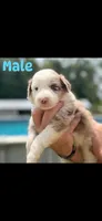 Merle with Chocolate spots , a male Aussiedoodle for sale in New Albany, MS – 1 of 1