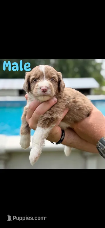 Double chocolate boy – Aussiedoodle puppy for sale in New Albany, MS