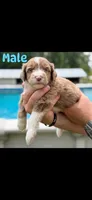 Double chocolate boy, a male Aussiedoodle for sale in New Albany, MS – 1 of 1