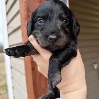 Beautiful Silver Dapple female , a female Miniature Dachshund for sale in New Albany, MS – Photo 4 of 5