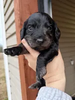 Beautiful Silver Dapple female , a female Miniature Dachshund for sale in New Albany, MS – Photo 4 of 5