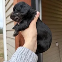 Beautiful Silver Dapple female , a female Miniature Dachshund for sale in New Albany, MS – Photo 2 of 5