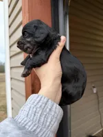 Beautiful Silver Dapple female , a female Miniature Dachshund for sale in New Albany, MS – Photo 2 of 5