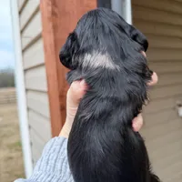 Beautiful Silver Dapple female , a female Miniature Dachshund for sale in New Albany, MS – Photo 3 of 5