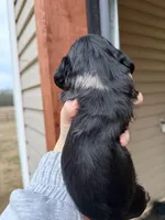 Beautiful Silver Dapple female , a female Miniature Dachshund for sale in New Albany, MS – Photo 3 of 5