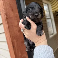 Beautiful Silver Dapple female , a female Miniature Dachshund for sale in New Albany, MS – Photo 5 of 5