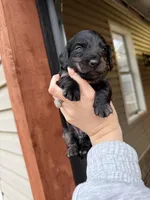 Beautiful Silver Dapple female , a female Miniature Dachshund for sale in New Albany, MS – Photo 5 of 5