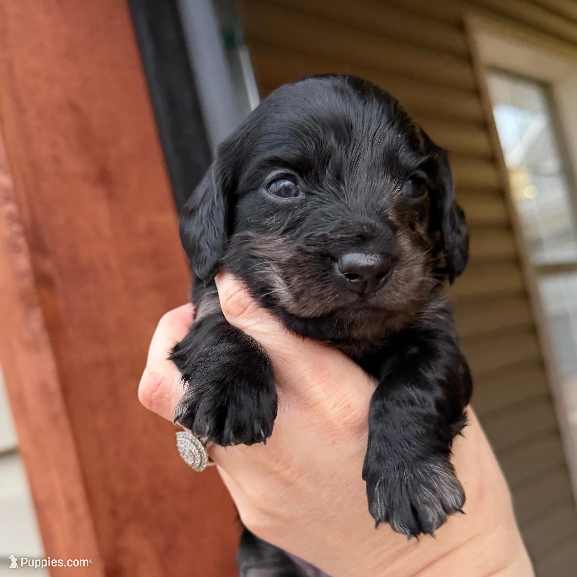 Beautiful Silver Dapple female 