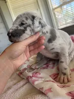 Silver Merle Great Dane , a female Great Dane for sale in New Albany, MS – 3 of 3
