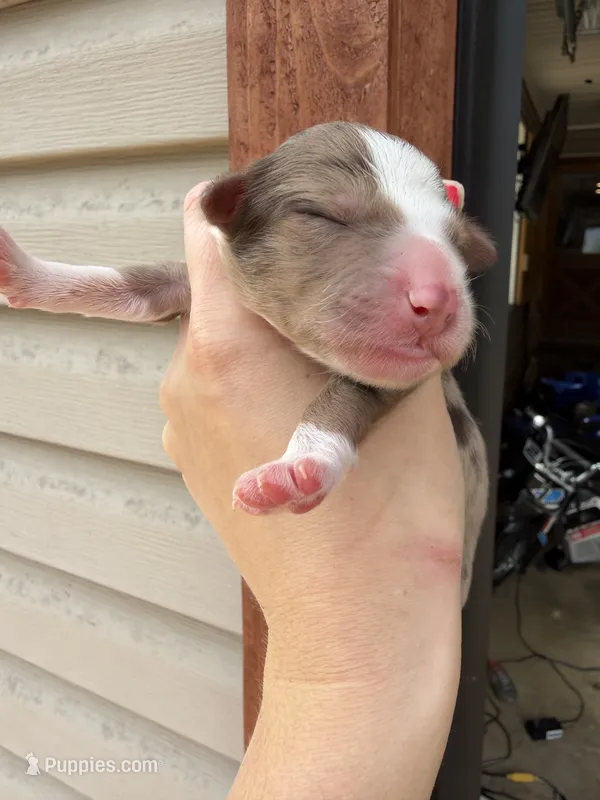 Chocolate and tan Merle female  – Aussiedoodle puppy for sale in New Albany, MS