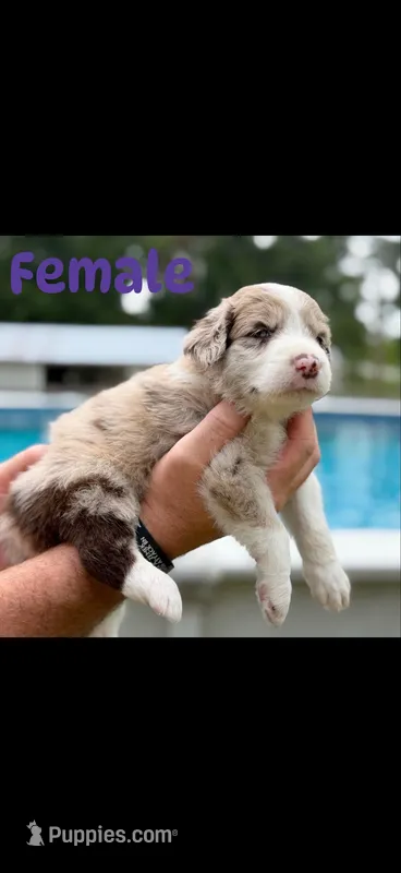 Chocolate Merle female  – Aussiedoodle puppy for sale in New Albany, MS