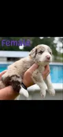 Chocolate Merle female , a male Aussiedoodle for sale in New Albany, MS – 1 of 1