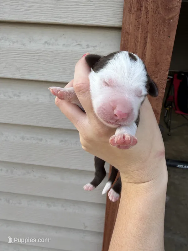 Chocolate tri male  – Aussiedoodle puppy for sale in New Albany, MS