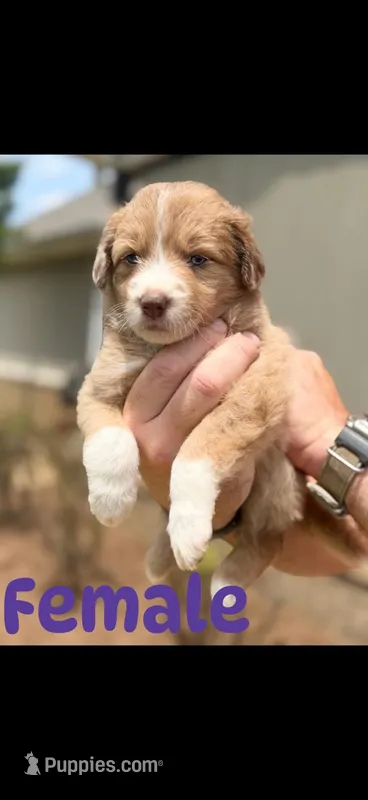 Double chocolate Female – Aussiedoodle puppy for sale in New Albany, MS