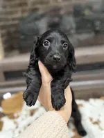 Green collar boy, a male Miniature Dachshund for sale in New Albany, MS – Photo 1 of 6