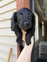 Green collar boy, a male Miniature Dachshund for sale in New Albany, MS – Photo 4 of 6