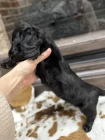 Green collar boy, a male Miniature Dachshund for sale in New Albany, MS – Photo 6 of 6
