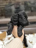 Green collar boy, a male Miniature Dachshund for sale in New Albany, MS – Photo 2 of 6