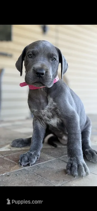 Great Dane Gretchen  – Great Dane puppy for sale in New Albany, MS